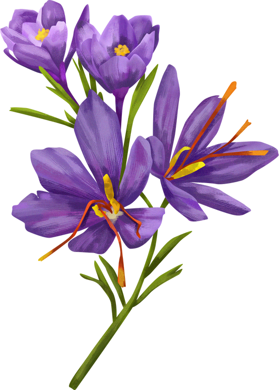 Detailed Illustrated Saffron Flowers