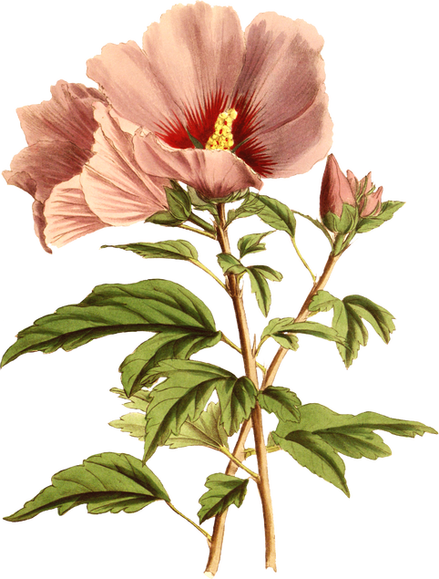 Floral Plant Illustration
